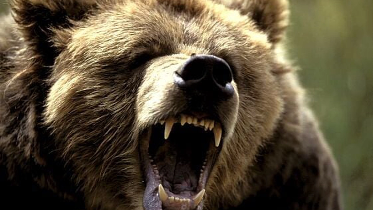 urs-grizzly5