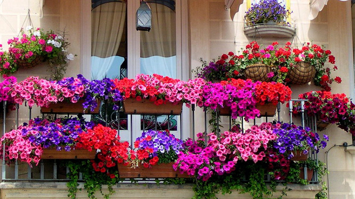 romanii-care-au-flori-in-balcon