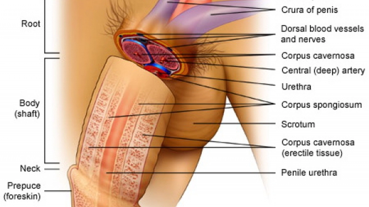 penis_anatomie_1.jpg