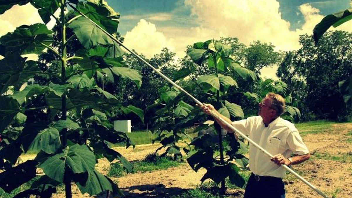 paulownia.jpg