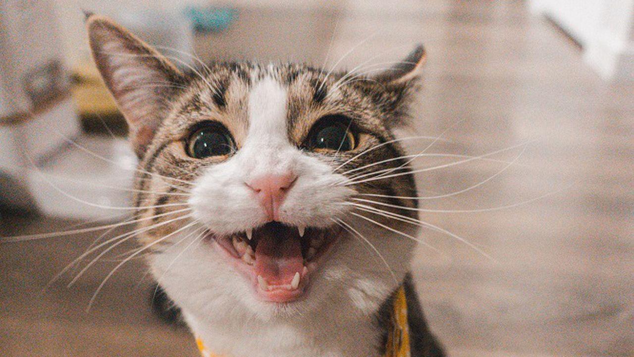 Se poate steriliza o pisică în călduri? Ce spun medicii veterinari