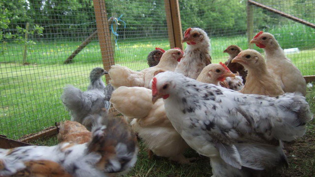 Авито купить кур в улан удэ. Трехмесячные цыплята. Цыплята несушки 1 месяц. Цыплята 3 месяца. Месячные цыплята несушки.