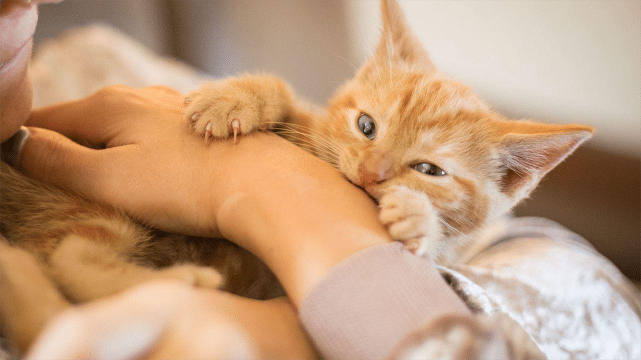 Ce înseamnă când pisica stă pe tine: Șase moduri prin care pisica 