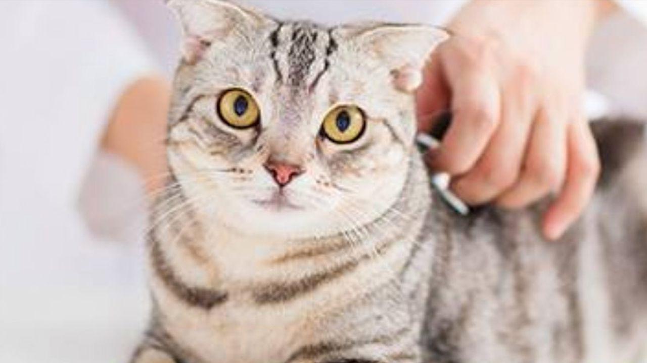 Deparazitare externă la pisici: Cum se realizează și care sunt 
