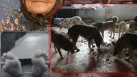 O bătrână din Iași găsită moartă în propria casă Femeia era mușcată de câinii pe care îi îngrijea Locuia singură și o mai ajutau vecinii 8211 EXCLUSIVFOTO