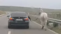 Poliția face cercetări după ce mai mulți indivizi au târât un cal după un BMW Făptașii s-ar putea alege cu dosar penal 8211 FOTOVIDEO