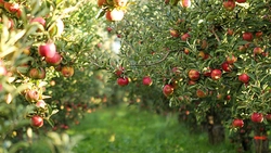 Bani pentru cooperativele agricole. Fermierii din Iași vor să crească producția și să vândă produsele în magazinele din țară