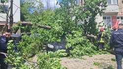 Intervenție pentru degajarea unui arbore căzut peste două autoturisme, în municipiul Iași