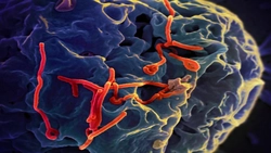 Alertă medicală în Europa! O boală mortală și extrem de contagioasă face ravagii