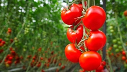 Controale în piețele din Iași! Autoritatea Națională Fitosanitară verifică producătorii și comercianții de roșii
