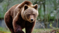 Alertă în Neamț: Urs semnalat în comuna Fărcașa. Locuitorii au primit mesaj Ro-Alert