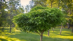 Copacul pe care trebuie să îl ai în grădină! Alungă toți țânțarii și insectele dăunătoare
