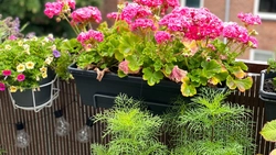 Top șapte plante de balcon care iubesc soarele