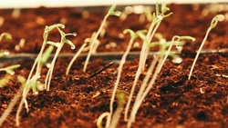 Alege gustul autentic al verii: Comandă semințe de tomate și transformă-ți grădina într-un paradis roșu