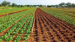 Vești bune pentru fermieri! Vor fi lansate măsurile mult așteptate pentru investițiile din domeniul agricol