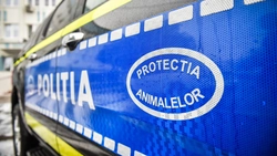 Tânăr din Pașcani, arestat preventiv după ce a ucis un cățel de două luni