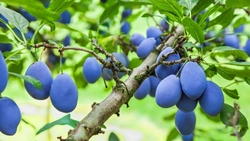 Avertizare pentru livezile de prun! Tratamente necesare împotriva viermelui Laspeyresia