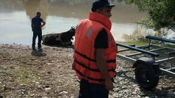 O vacă a fost salvată din apele râului Bistrița, printre buștenii aduși de viituri, în Poiana Largului