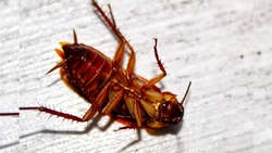 Invazie de gândaci în cartierele din Iași! Insectele au pus stăpânire pe blocuri: „Dezinsecția nu a avut niciun efect”