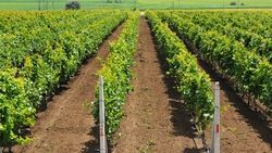 Fermierii din Iași care au finalizat campania de recoltare, nemulțumiți de prețuri: „Vin scadențele, iar fermierii sunt nevoiți să vândă”