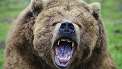 Un bărbat și-a văzut moartea cu ochii la 45 de ani! A fost atacat de un urs și a ajuns de urgență la spital!