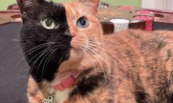 Cele mai dr gu e poze cu pisici faimoase. Garfi  i Shironeko 