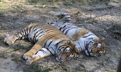 Cea Mai Veche Gradina Zoologica Din Romania Singura Cu Lupi