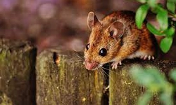 Ferie Ordliste shuffle Ce înseamnă când visezi șoareci: Semnificația visului • Buna Ziua Iasi •  BZI.ro