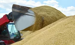 România ar putea furniza grâu în Israel La schimb vom primi tehnologie agricolă