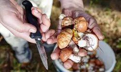 Câți bani primește pe lună un român culegător de ciuperci în Australia. Suma e una considerabilă