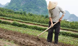 Fermierii chinezi îşi distrug produsele agricole din cauza restricţiilor stricte anti-COVID impuse de autorităţi