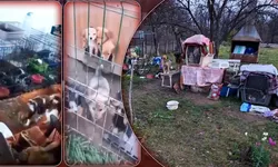 Colecționarul de suflete le chinuie în casa groazei Câini ținuți în condiții mizere în județul Iași  Galerie FOTOVIDEO  ATENȚIE IMAGINI CARE VĂ POT AFECTA EMOȚIONAL