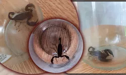 S-a elucidat misterul scorpionului care a pus pe jar tot Iașul Prof. Emanuel Baltag Este inofensiv înțepătura e ca a unei albine 8211 FOTO