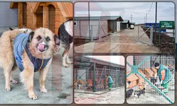 Serviciile medicale pentru câinii fără adăpost din Iași vor costa 150.000 de euro