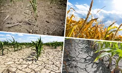 Fermierii din Iași primesc despăgubirile de secetă pentru culturile de primăvară. Cuantum 355 de leihectar la culturile calamitate integral