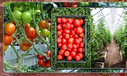 Cei 3.000 de euro pentru legumele din solarii în conturile producătorilor. Ministerul Agriculturii a demarat plățile către beneficiari