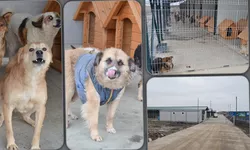 Firma de salubritate cheltuie 135.000 de euro pe hrana câinilor fără adăpost din Iași 8211 FOTO