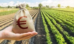 Cum să faci bani ușor în România Cultivarea acestei plante îți poate aduce un profit uriaș