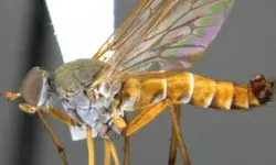 A fost descoperită o insectă care le dă fiori și cercetătorilor. Rinhatiana cracentis este supranumită și musca cu toc
