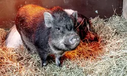 Porcul vietnamez specia de porc cu cea mai sănătoasă carne carnea lui are zero colesterol