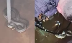 Un șarpe de doi metri a fost găsit într-o stație de pompare a apei Reacția autorităților