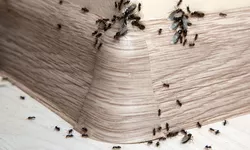 Cea mai bună soluție pentru furnici. Cum putem combate insectele