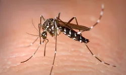 S-a dat alerta în România au fost depistați țânțari care răspândesc malaria. Cât de periculoși sunt