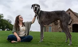 Cel mai mare câine din lume. Ce înălțime are și ce rasă este