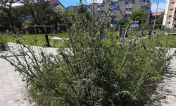 Un parc din Nicolina a fost înghițit de monștrii verzi. Părinții își pierd copiii printre buruienile înalte de doi metri 8211 FOTO