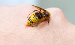 Înțepătura de viespe este periculoasă Ce spun medicii