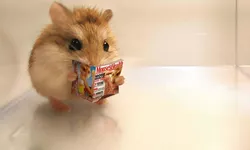 Cât trăiește un hamster Care este durata de viață a acestui rozător drăgălaș