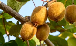 Ce boli vindecă kiwi. Consumul acestui fruct are beneficii imense pentru sănătate