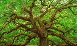 Scoarța de copac este un medicament natural despre care puțini știu Ce beneficii are scoarța de stejar
