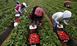 Ieșenii se pot angaja la cules de căpșuni. Angajatorii din Finlanda au nevoie de 80 de muncitori necalificați